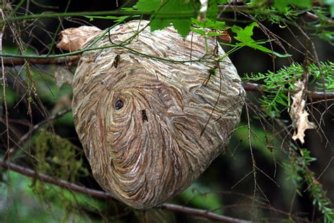 do fake hornet nests work|do wasp nests really work.